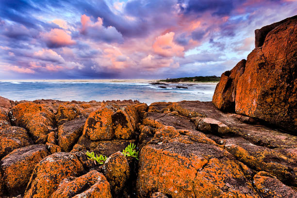 istock Sea Birubi Red rocks plant 663684418