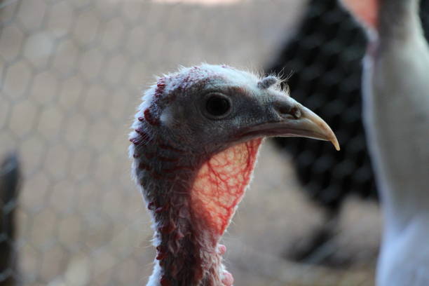 istock Female Royal Palm Turkey 663708782
