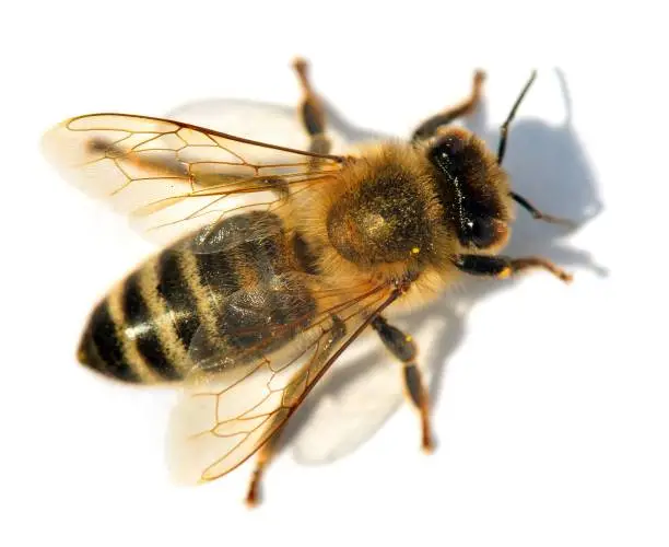 detail of bee or honeybee in Latin Apis Mellifera, european or western honey bee isolated on the white background, golden honeybee