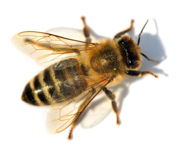 деталь пчелы или медоносной пчелы , апис меллифера - animal beautiful beauty in nature bee стоковые фото и �изображения