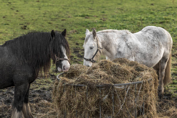 istock Horses at rest in a pasture 663724384