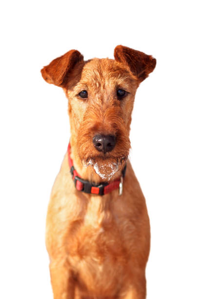 le portrait du terrier irlandais sur le fond blanc - irish terrier terrier dog puppy photos et images de collection