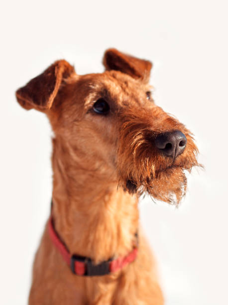 le terrier irlandais bouchent en levant - irish terrier terrier dog puppy photos et images de collection