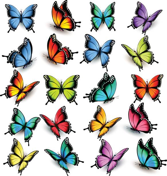 sammlung von bunten schmetterlingen, fliegen in verschiedene richtungen. - butterfly art stock-grafiken, -clipart, -cartoons und -symbole
