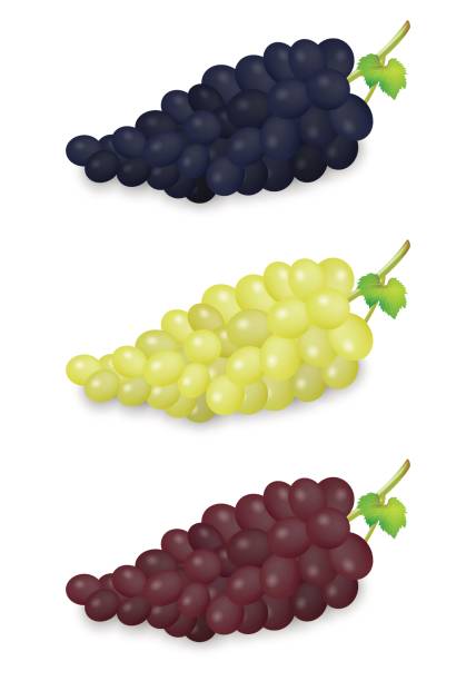 현실적인 벡터 파랑, 녹색 및 빨강 포도 세트 흰색 배경에 고립 무리. eps10에서 디자인 서식 파일 - grape bunch cabernet sauvignon grape isolated stock illustrations
