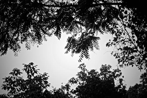 istock Its a black and white world and I'm colorblind 663780824