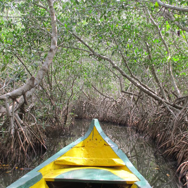 istock Prow of a boat entering a swamp 663781000