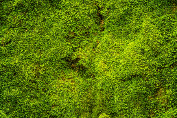 istock Close-up green moss in nature 663781078