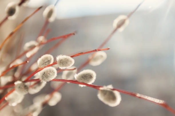 istock Willow fur-trees in sunlight in blur, close-up, in retro style 663781686