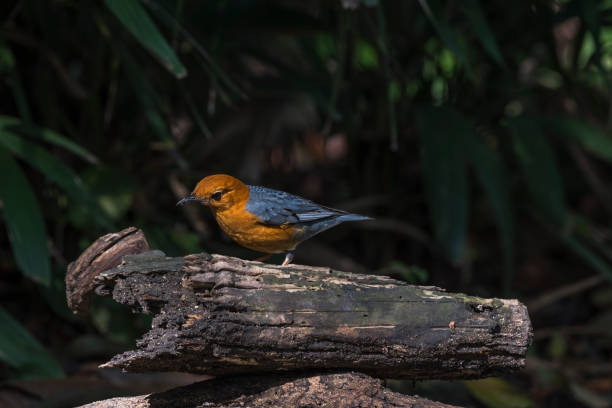 Bird (Orange-headed thrush, Geokichla citrina) Bird (Orange-headed thrush, Geokichla citrina) bentirely orange head and underparts, uniformly grey upperparts and wings, and white median and undertail coverts perched on a timber in the garden orange headed thrush bird stock pictures, royalty-free photos & images
