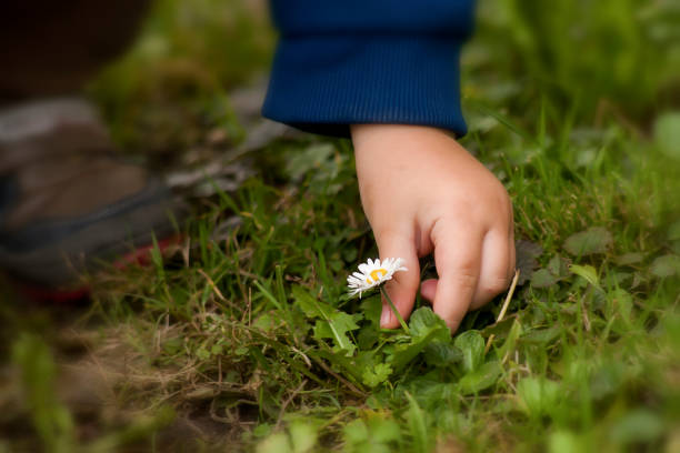 istock Child hand grabing a flower 663782174