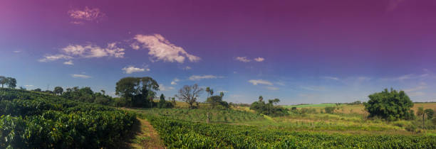 plantacja - zachód słońca w krajobrazie pola kawy - southern manitoba zdjęcia i obrazy z banku zdjęć