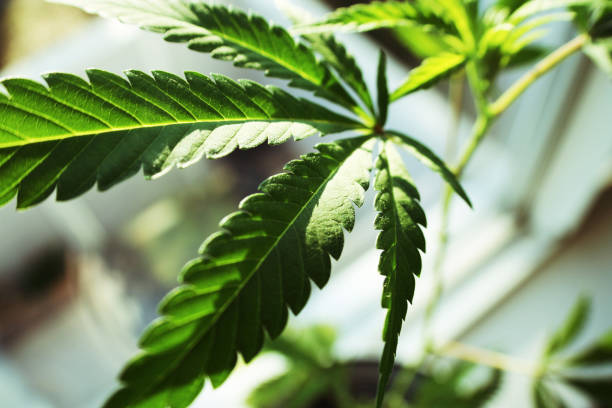 Marijuana Leaf Close Up High Quality stock photo