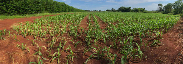 Farm - Sunrise at corn plantation field skyline panoramic Farm - Sunrise at corn plantation field skyline panoramic the plantation course at kapalua stock pictures, royalty-free photos & images