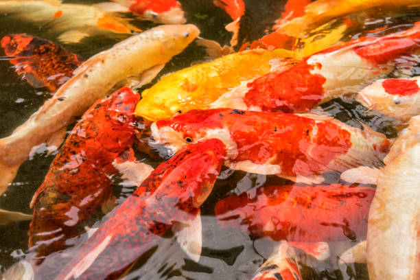 istock abstract koi fish in the lake for background 663794438