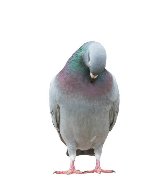istock funny acting of beautiful speed racing pigeon bird isolate white background 663794518