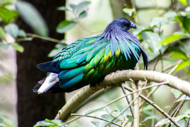 istock Colorful Nicobar Pigeon (Caloenas nicobarica) in the forest bacground 663800286