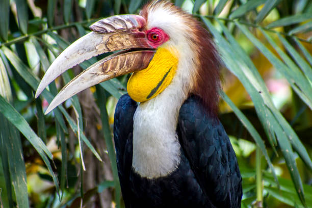 Close up of wreathed hornbill  (Aceros Undulatus) Close up of wreathed hornbill  (Aceros Undulatus) wreathed hornbill stock pictures, royalty-free photos & images