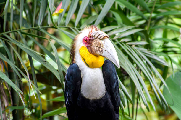 Close up of wreathed hornbill  (Aceros Undulatus) Close up of wreathed hornbill  (Aceros Undulatus) wreathed hornbill stock pictures, royalty-free photos & images