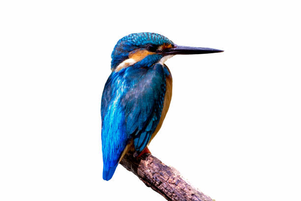 istock Bird common Kingfisher (Alcedo atthis) a beautiful color 663800306