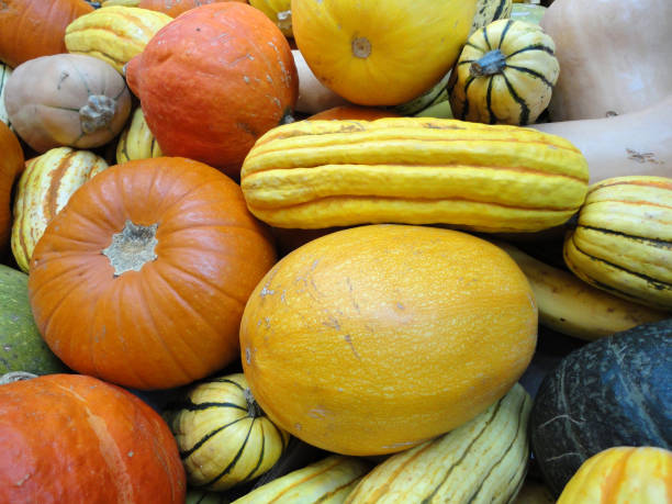 istock Close up of small multi- unky colored organic pumpkins, squash, and grods 663800920