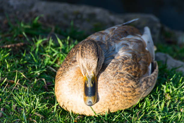 istock Duck sitting on the meadow beside the stream and resting 663806198