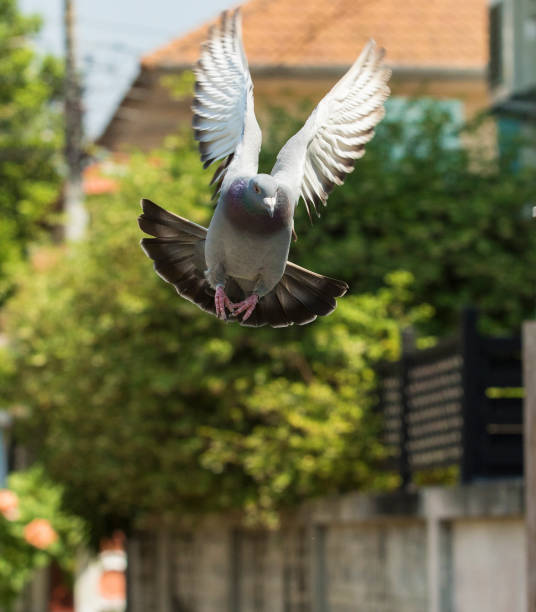 istock pigeon bird flying in green garden 663809594