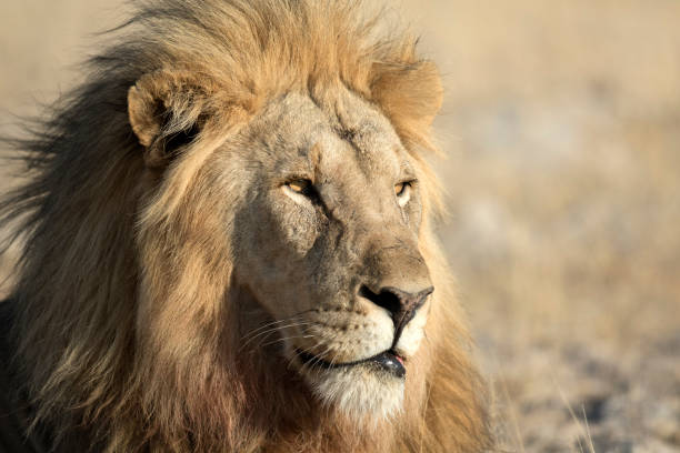 istock Male lion resting in morning light 663809870