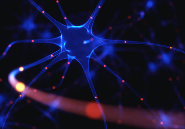 neurony impulsy elektryczne - neurotransmission zdjęcia i obrazy z banku zdjęć