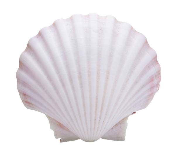 istock clam mollusc shells isolated on white background 663813296