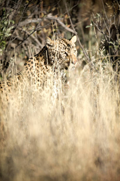 A leopard looks at the camera. Moremi Wildlife Reserve, Botswana.