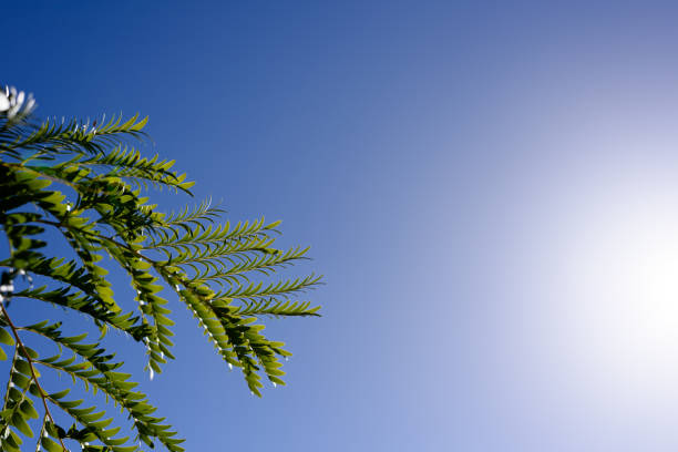 arbre vert frais et un ciel bleu - 7292 photos et images de collection