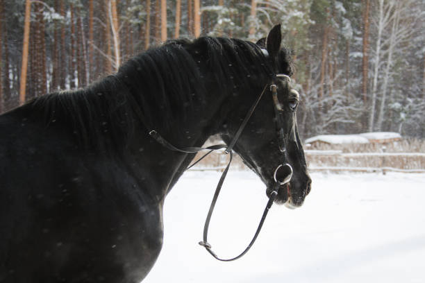 istock The beautiful equine in the paddock 663824476