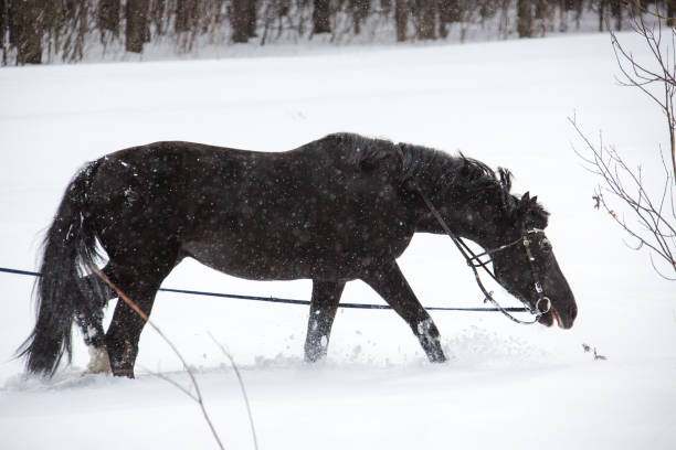 istock The horse walking on a lunge 663824514