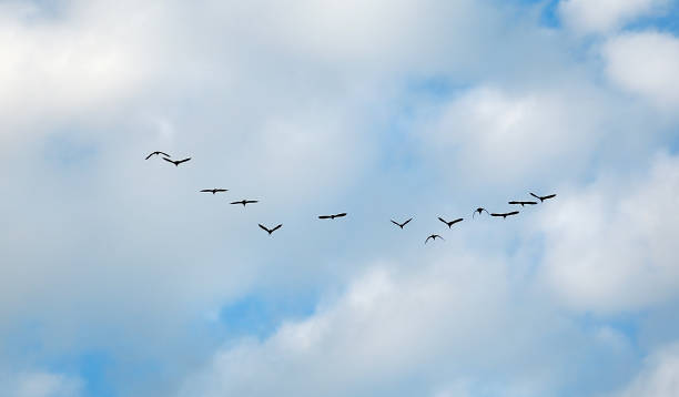 istock Many birds flying up in the cloud sky 663825530