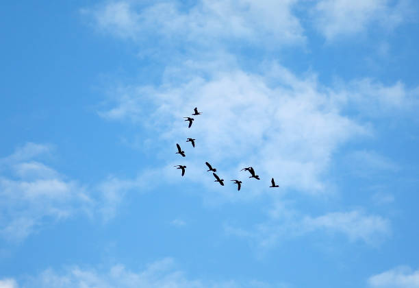 istock Many birds flying up in the cloud sky 663826542