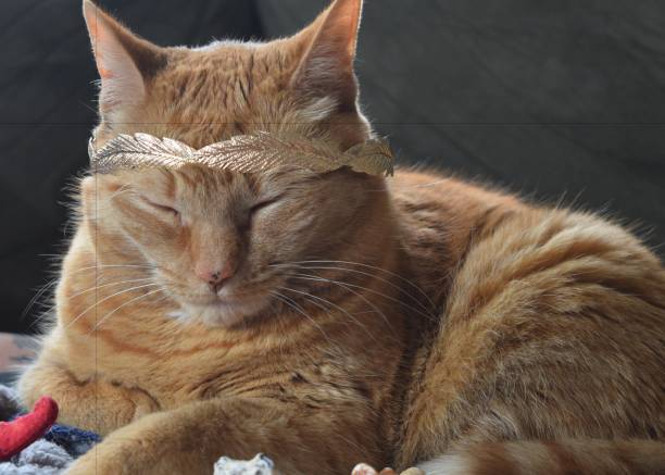 Orange Tabby Cat with Gold Crown on and Eyes closed with SeaShells by her side