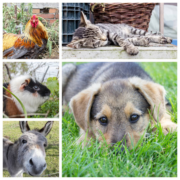 Collage with animals and children in the garden