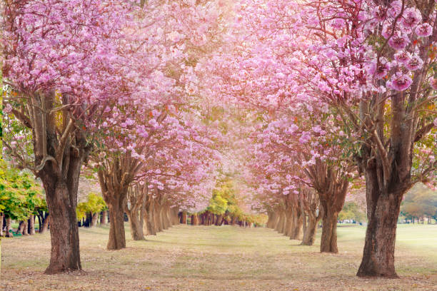 istock Pink trumpet tree or Rosy trumpet tree. 663828282