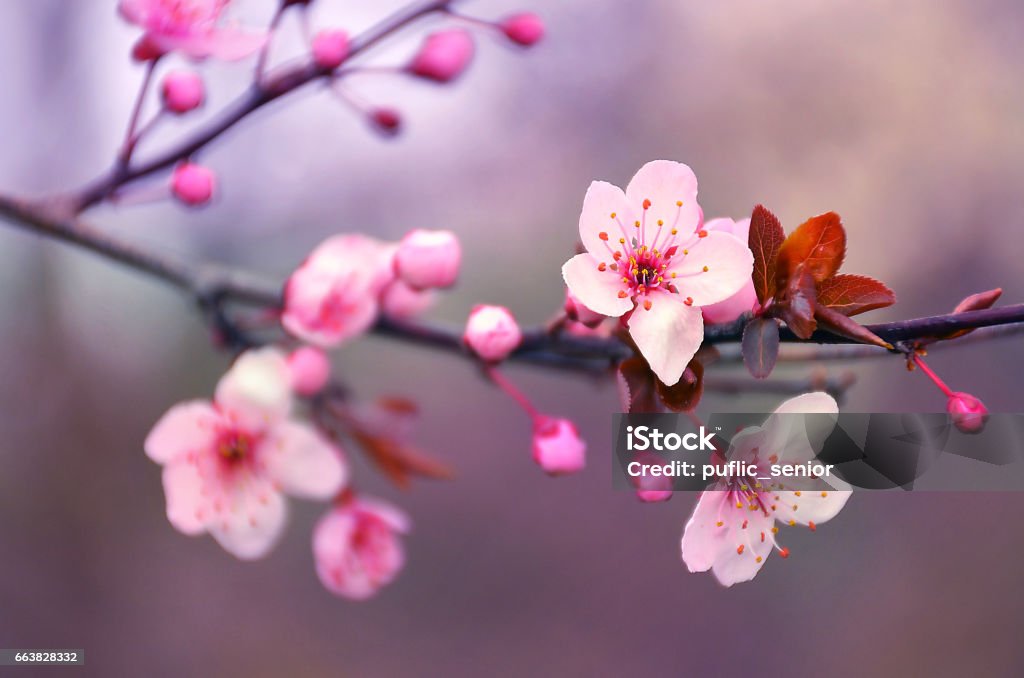 Blühenden Kirschbaum Blumen Zweig im Frühling - Lizenzfrei Kirschblüte Stock-Foto