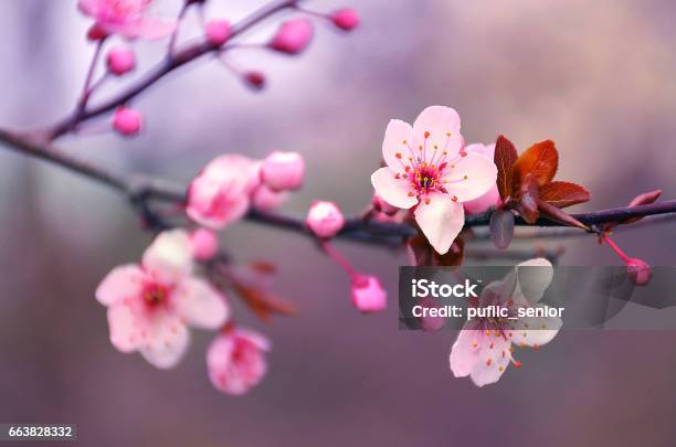 Blühenden Kirschbaum Blumen Zweig Im Frühling Stockfoto und mehr Bilder von Kirschblüte - Kirschblüte, Nahaufnahme, Kirschbaum