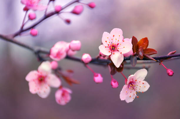 blooming cherry flowers branch in spring - may floral pattern spring april imagens e fotografias de stock