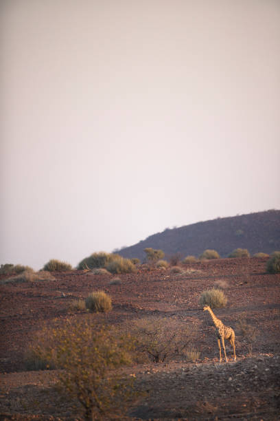 istock A Giraffe in Palmwag Concession, Namibia. 663830804
