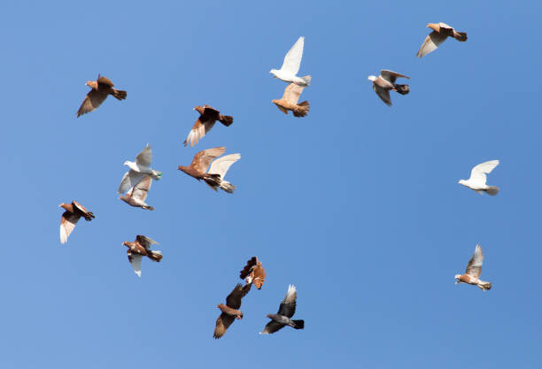 istock flock of pigeons on blue sky 663831396