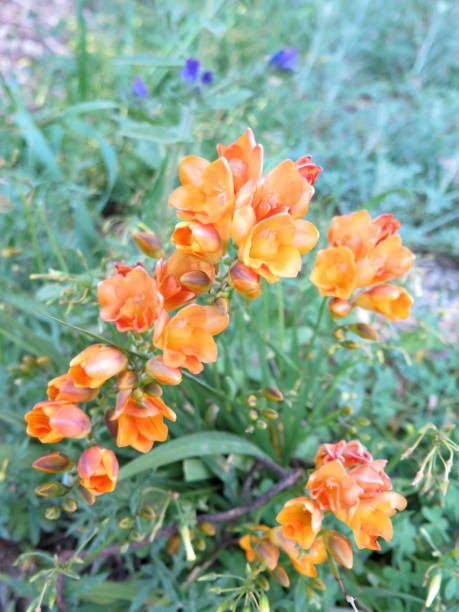 istock Orange flower in morning sunshine 663831908