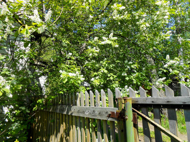 istock Old wooden fence, wicketis seen between the trees and grass 663835298