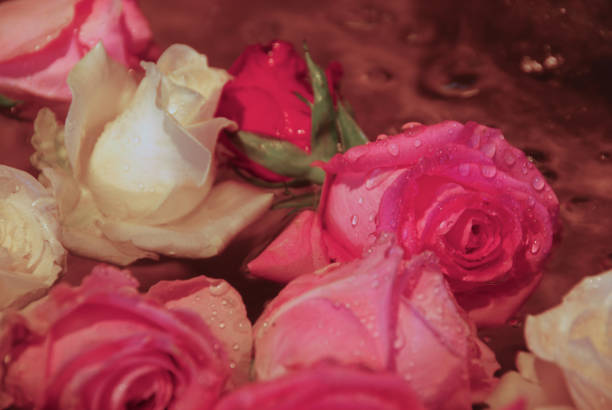 istock Roses flowerheads floating on water. 663837688