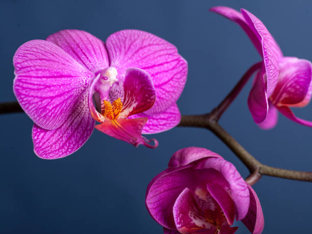 istock Pink streaked orchid flower, 663837842