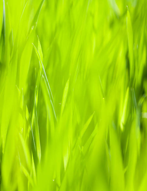 화창한 날에 녹색 잔디 - blade of grass grass leaf long 뉴스 사진 이미지