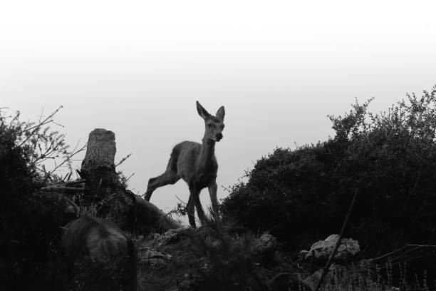 istock Baby deer silhouette in black and white. 663842892